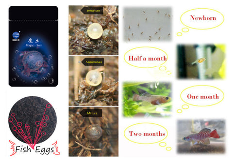 Fish Angel magic soil hatching eggs